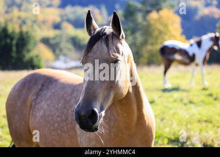 Palomino Pferd und Malpferd auf der Weide auf der Ranch. Tierkopfporträt Stockfoto