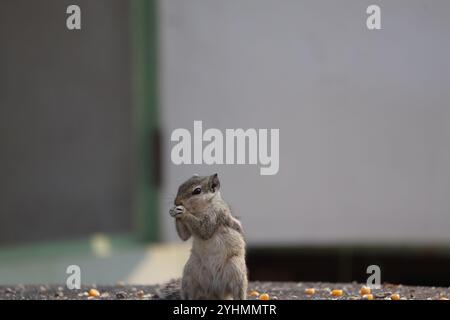 Eichhörnchen isst Nüsse und Körner Stockfoto