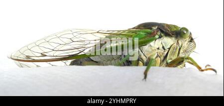 Sümpfe Cicada (Neotibicen tibicen tibicen) Stockfoto