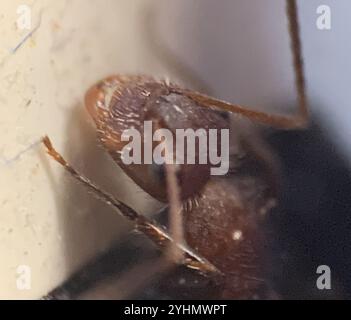 Kompakte Carpenter-Ameise (Camponotus planatus) Stockfoto