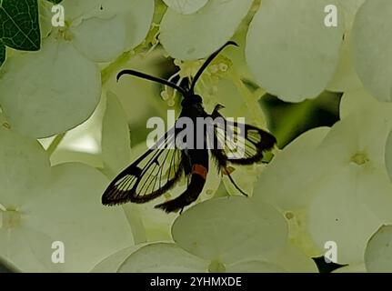 Rotgürtel-Clearwing-Motte (Synanthedon myopaeformis) Stockfoto