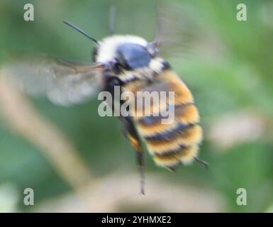 Weißschultrige Hummel (Bombus appositus) Stockfoto
