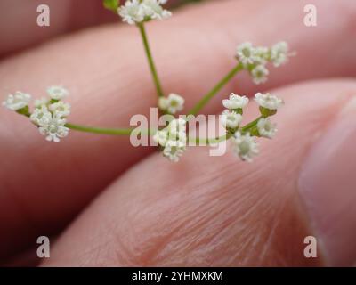 SteinPetersilie (Sison amomum) Stockfoto