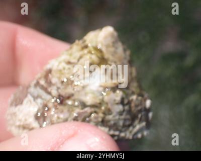 Whitecap Limpet (Acmaea mitra) Stockfoto