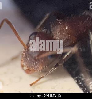 Kompakte Carpenter-Ameise (Camponotus planatus) Stockfoto