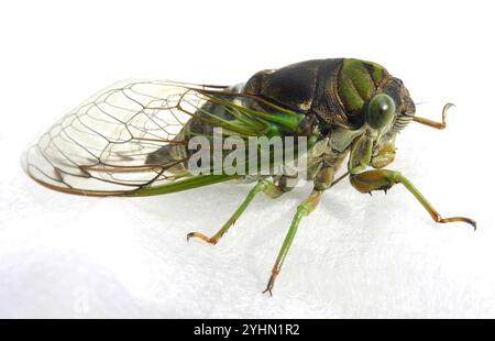 Sümpfe Cicada (Neotibicen tibicen tibicen) Stockfoto