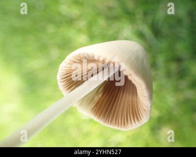 Weiße Dunstkappe (Conocybe apala albipes) Stockfoto