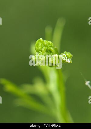 SteinPetersilie (Sison amomum) Stockfoto