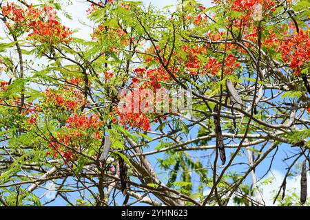 Examboyant (Delonix regia) ist ein in Madagaskar endemischer Laubbaum. Dieses Foto wurde in Nosy Be aufgenommen. Stockfoto