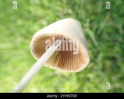 Weiße Dunstkappe (Conocybe apala albipes) Stockfoto
