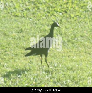 Hawaiianische Gallinule (Gallinula galeata sandvicensis) Stockfoto