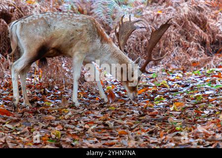 Hirsch im Herbst im Knole Park bei Sevenoaks in Kent, England Stockfoto