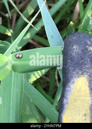 Erlenspittlebug (Clastoptera obtusa) Stockfoto