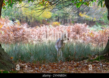 Hirsche im Herbst im Knole Park bei Sevenoaks in Kent, England Stockfoto