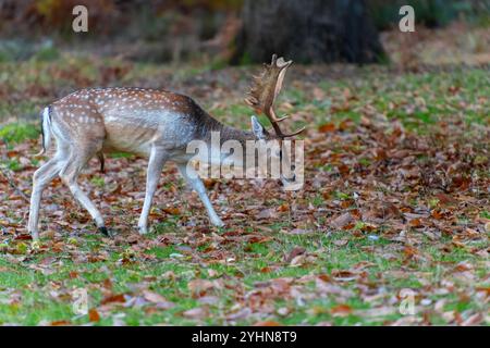 Hirsch im Herbst im Knole Park bei Sevenoaks in Kent, England Stockfoto