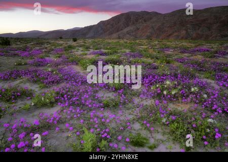 Sonnenuntergang über den Santa Rosa Mountains mit der Frühlingsblüte von Wildblumen, darunter violette Sandverbene und weiße Wüstenkerze im kalifornischen Anza Stockfoto