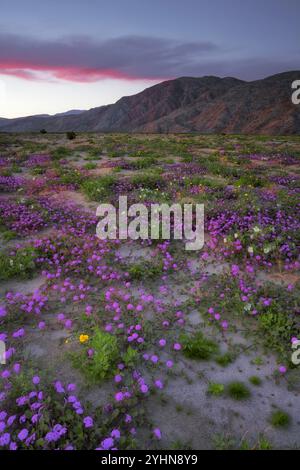 Sonnenuntergang über den Santa Rosa Mountains mit der Frühlingsblüte von Wildblumen, darunter violette Sandverbene und weiße Wüstenkerze im kalifornischen Anza Stockfoto