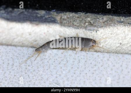 Silberfische, Lepisma saccharina auf dem Boden im Badezimmer mit Keramikfliesen. Auf den Fugen zwischen den Fliesen. Stockfoto