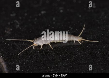 Silberfische, Lepisma saccharina auf dem Boden im Badezimmer mit Keramikfliesen. Stockfoto