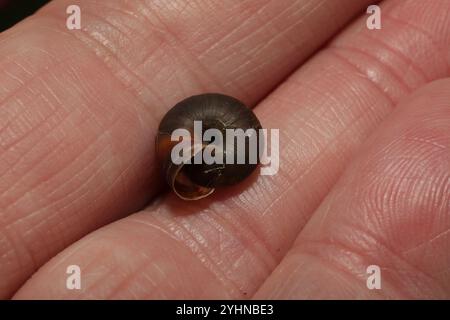 Erdbeerschnecke (Trochulus striolatus) Stockfoto