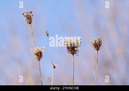 Trocken braune Queen Annes Spitze Samenköpfe isoliert auf einem blauen Himmel Hintergrund an einem Herbsttag. Stockfoto