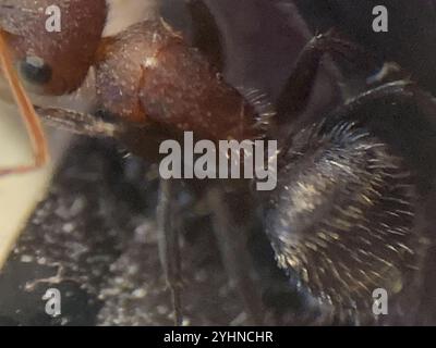 Kompakte Carpenter-Ameise (Camponotus planatus) Stockfoto