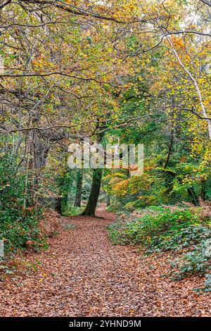 Petts Woods und Scadbury Park im Herbst im Südosten Londons, England Stockfoto