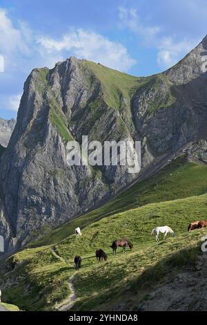 Herde oder Gruppe von Pferden, die auf dem Col de Tourmalet oder Tourmalet Mountain Pass, Hautes-Pyrénées Pyrénées Frankreich weiden Stockfoto