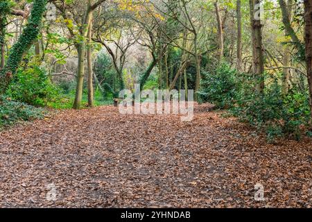 Petts Woods und Scadbury Park im Herbst im Südosten Londons, England Stockfoto