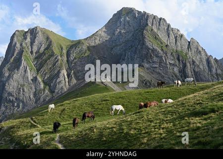 Herde oder Gruppe von Pferden, die auf dem Col de Tourmalet oder Tourmalet Mountain Pass, Hautes-Pyrénées Pyrénées Frankreich weiden Stockfoto