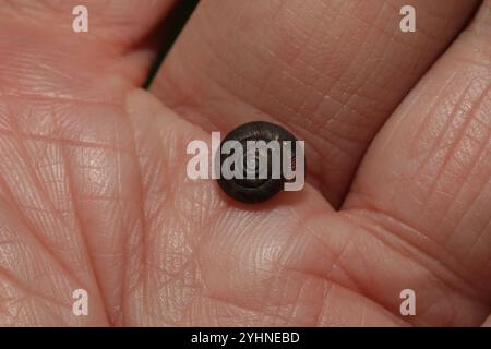 Erdbeerschnecke (Trochulus striolatus) Stockfoto