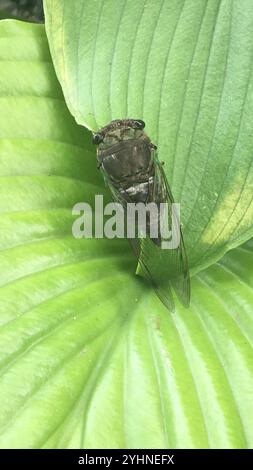 Sümpfe Cicada (Neotibicen tibicen tibicen) Stockfoto