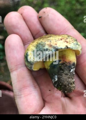 Tintenfleckbolete (Cyanoboletus pulverulentus) Stockfoto