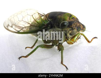 Sümpfe Cicada (Neotibicen tibicen tibicen) Stockfoto