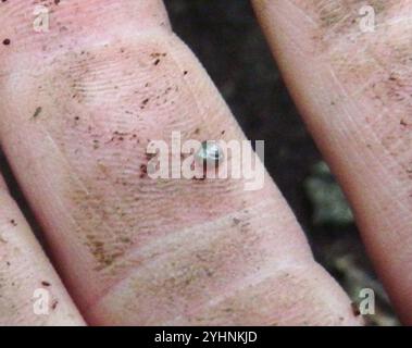 Schnell glänzende Schnecke (Zonitoides arboreus) Stockfoto