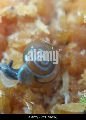 Schnell glänzende Schnecke (Zonitoides arboreus) Stockfoto