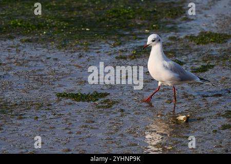 Schwarzkopfmöwe (Chroicocephalus ridibundus, früher Larus ridibundus) in den Marschen Victoria und Joyel, Santoña, Kantabrien, Spanien Stockfoto