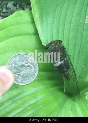 Sümpfe Cicada (Neotibicen tibicen tibicen) Stockfoto