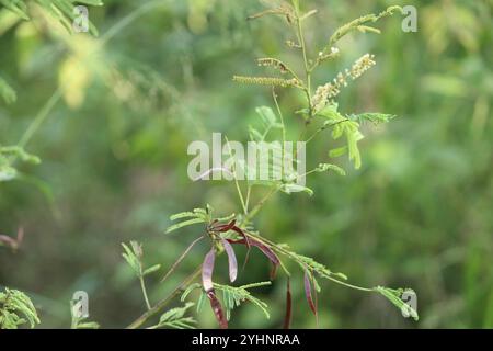 Catechu (Senegalia catechu) Stockfoto