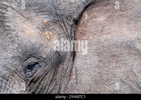 Eine Nahaufnahme des Auges und der Haut eines Elefanten am Körper im Schotia Game Reserve, Eastern Cape, Südafrika Stockfoto