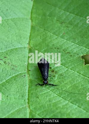 Black Dancer Caddisfly (Mystacides sepulchralis) Stockfoto