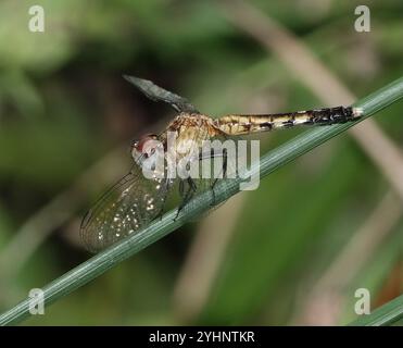 Little Blue Dragonlet (Erythrodiplax minuscula) Stockfoto