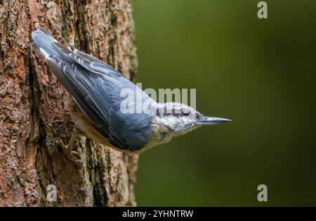 Nuthatch in Schottland Stockfoto