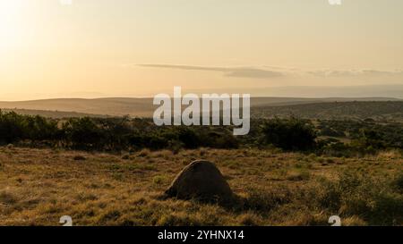 Ein Blick auf einen Termitenhügel vor der weiten Landschaft des Schotia Game Reserve im östlichen Kap, Südafrika Stockfoto