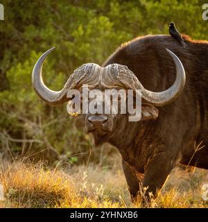 Ein Vogel, der auf einem männlichen, erwachsenen Bullen sitzt, während er im Schotia Game Reserve, Eastern Cape, Südafrika weidet Stockfoto