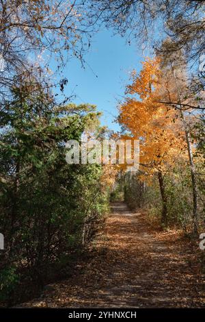 Waldwege mit Ahornblättern, die von der Herbstsonne beleuchtet werden Stockfoto
