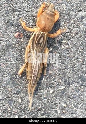 Maulwurf-Kricket (Neocurtilla hexadactyla) Stockfoto