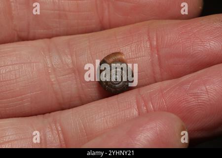 Erdbeerschnecke (Trochulus striolatus) Stockfoto