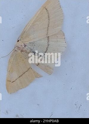 Tontriple-Lines (Cyclophora linearia) Stockfoto