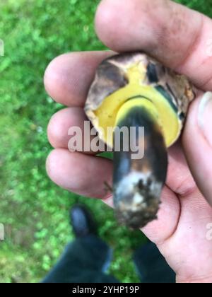 Tintenfleckbolete (Cyanoboletus pulverulentus) Stockfoto